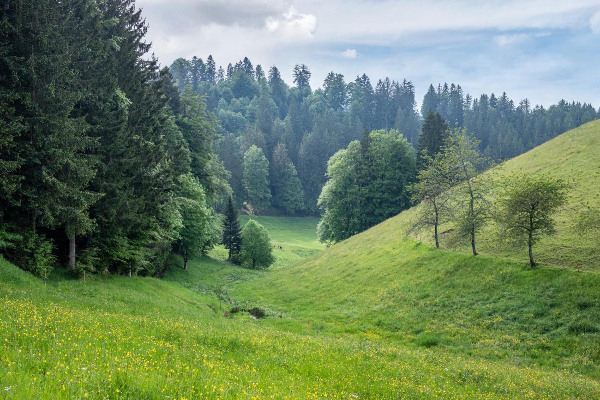 Himmelreich Schreinerhaeusle Naehe Titisee מראה חיצוני תמונה